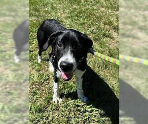 Collie-Unknown Mix Dogs for adoption in Monterey, VA, USA