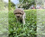 Small Photo #23 Bichpoo Puppy For Sale in NORTH PORT, FL, USA