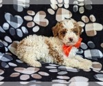 Small Photo #5 Cockapoo-Poodle (Miniature) Mix Puppy For Sale in BIRD IN HAND, PA, USA
