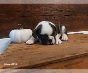 Beabull Puppy for sale in LEBANON, PA, USA