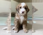 Puppy 4 Aussie-Poo-Miniature Bernedoodle Mix