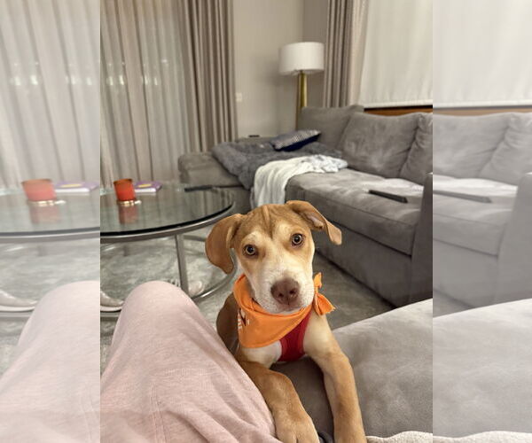 Medium Photo #2 Mutt Puppy For Sale in Plainfield, IL, USA