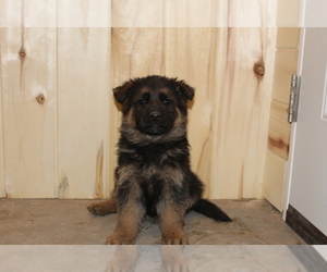 German Shepherd Dog Puppy for Sale in HORN CREEK, Colorado USA