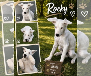 Retriever -Unknown Mix Dogs for adoption in Virginia Beach, VA, USA