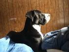 Small Photo #1 Great Dane Puppy For Sale in HOUGHTON LAKE, MI, USA