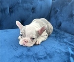 Small Photo #39 French Bulldog Puppy For Sale in NASHVILLE, TN, USA