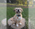 Frankie - Male Border Terrier-Unknown Mix Dog for Adoption - Small photo