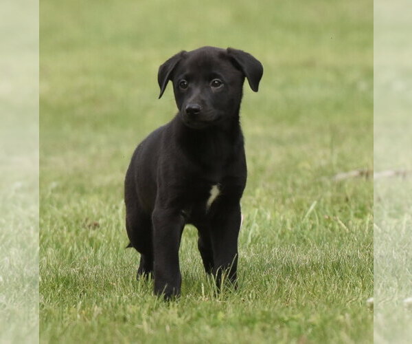 Medium Photo #7 Borador Puppy For Sale in Mechanicsburg, PA, USA