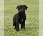 Small #6 Borador