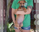 Small #3 Boxer-German Shepherd Dog Mix