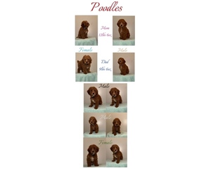 Poodle (Toy) Puppy for sale in DUBUQUE, IA, USA