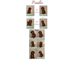 Image preview for Ad Listing. Nickname: Poodle Pups
