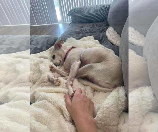 Medium Photo #5 Chihuahua-Unknown Mix Puppy For Sale in phoenix, AZ, USA