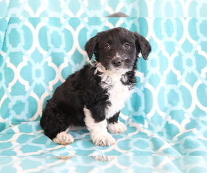 Aussie-Poo Puppy for sale in SHILOH, OH, USA