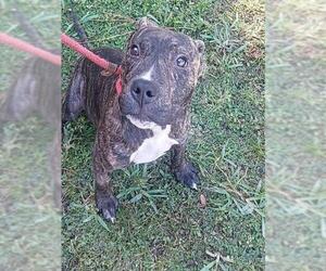 American Staffordshire Terrier Dogs for adoption in Fort Lauderdale, FL, USA