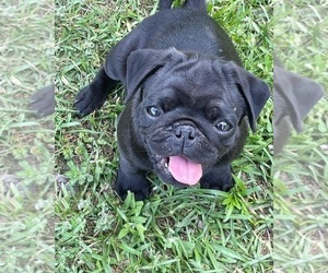 Pug Puppy for sale in ISLANDTON, SC, USA