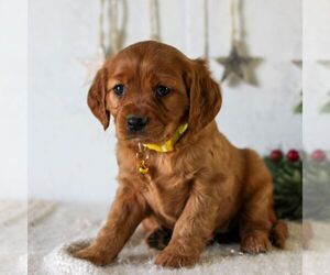 Golden Retriever Puppy for sale in LITITZ, PA, USA