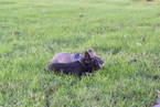 Small Photo #4 French Bulldog Puppy For Sale in INGLEWOOD, CA, USA