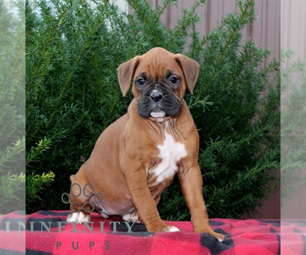 Medium Photo #1 Boxer Puppy For Sale in QUARRYVILLE, PA, USA