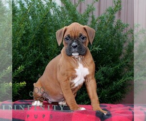 Boxer Puppy for sale in QUARRYVILLE, PA, USA