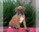 Small Boxer