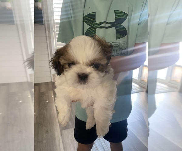Medium Photo #9 Shih Tzu Puppy For Sale in VISALIA, CA, USA