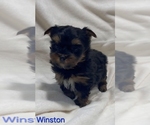 Small #2 Yorkshire Terrier