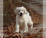 Puppy Zephyr English Cream Golden Retriever