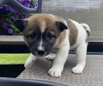 Small #2 Alaskan Husky-Border Collie Mix