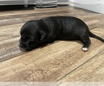 Small #7 --Border Collie Mix