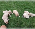 Small Photo #3 Golden Retriever Puppy For Sale in FREMONT, CA, USA