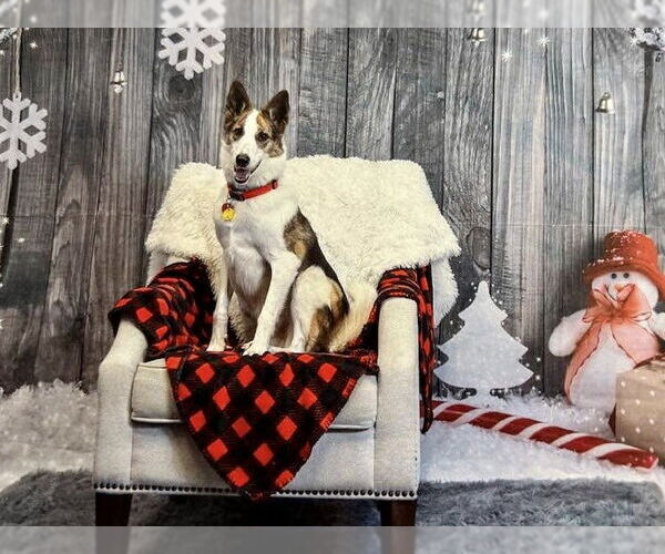 Medium Photo #2 Border Collie-Unknown Mix Puppy For Sale in Lee's Summit, MO, USA