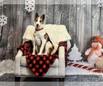 Small #1 Border Collie Mix