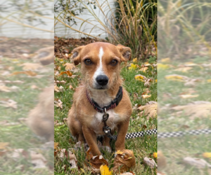 Mutt Dogs for adoption in Cranston, RI, USA