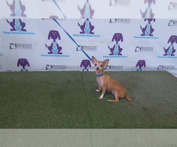 Medium Photo #1 Chihuahua Puppy For Sale in Orlando, FL, USA