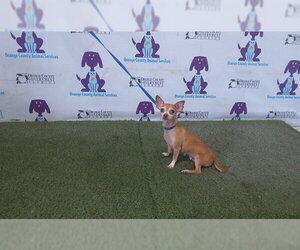 Chihuahua Dogs for adoption in Orlando, FL, USA