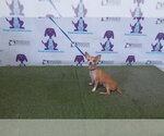 Small Chihuahua