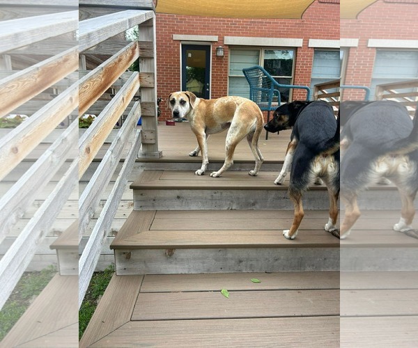 Medium Photo #4 Mutt Puppy For Sale in Germantown, OH, USA