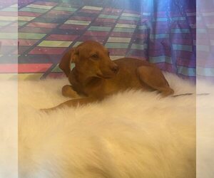 Medium Dachshund-Labrador Retriever Mix