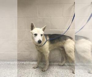 German Shepherd Dog-Unknown Mix Dogs for adoption in Conroe, TX, USA