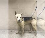 Small German Shepherd Dog Mix