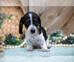 Small #3 Dachshund