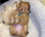 Small Photo #4 Pomeranian Puppy For Sale in ALBUQUERQUE, NM, USA