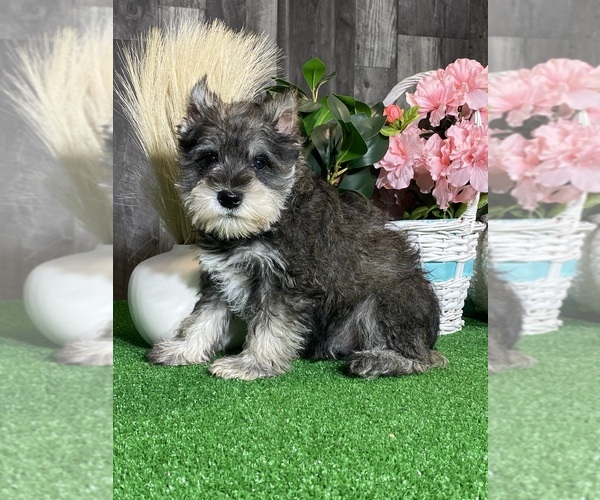 Medium Photo #4 Schnauzer (Miniature) Puppy For Sale in CANOGA, NY, USA