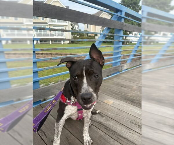 Medium Photo #18 American Staffordshire Terrier Puppy For Sale in Sayreville, NJ, NJ, USA