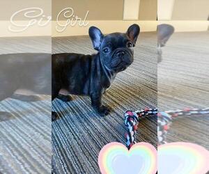 French Bulldog Puppy for sale in CHANDLER, AZ, USA