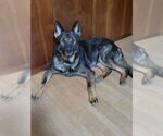 Small #11 German Shepherd Dog