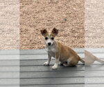 Small #2 Rat Terrier Mix