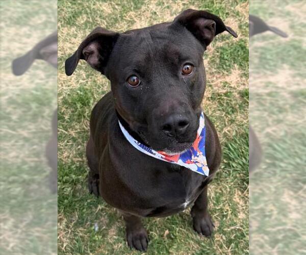 Medium Photo #1 Mutt Puppy For Sale in Tulsa, OK, USA