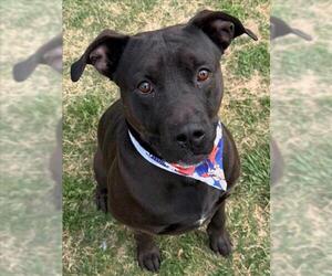 Mutt Dogs for adoption in Tulsa, OK, USA